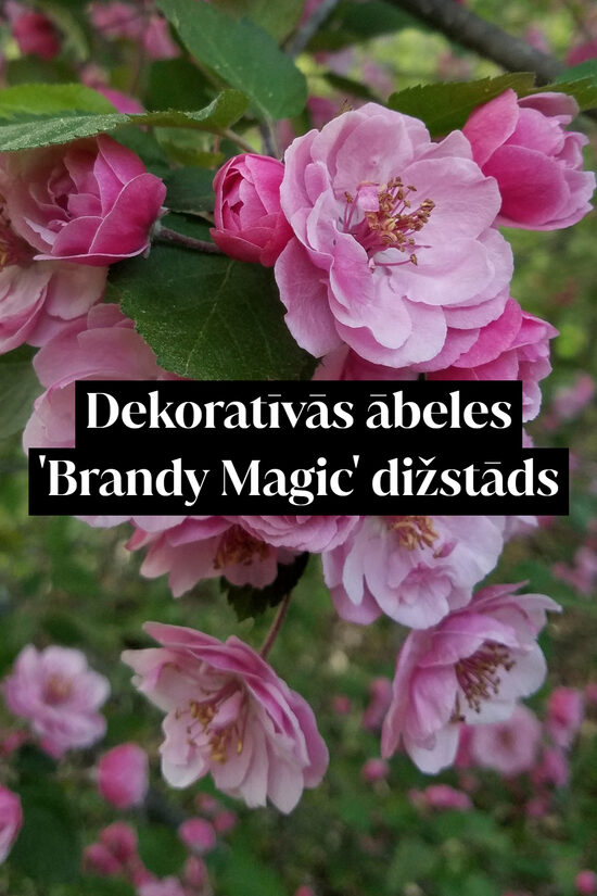 Dekoratīvās ābeles 'Brandy Magic' dižstāds - daudzstumbru forma
